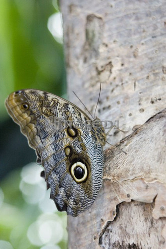 Owl butterfly (Caligo idomeneus) resting on trunk, Niagara Butterfly Conservatory, Niagara Falls, Ontario, Canada.