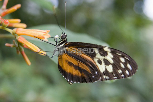 Isabella butterfly (Eueides isabella) feeding on a flower, Niagara Butterfly Conservatory, Niagara Falls, Ontario, Canada.