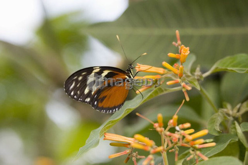 Tiger Longwing butterfly (Heliconius hecale) feeding on flower, Niagara Butterfly Conservatory, Niagara Falls, Ontario, Canada.