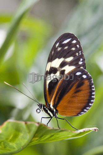 Tiger Longwing butterfly (Heliconius hecale) resting on leaf, Niagara Butterfly Conservatory, Niagara Falls, Ontario, Canada.