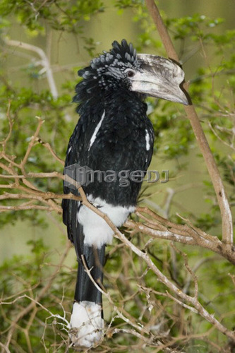 Silver Cheeked Hornbill (Bycanistes brevis) sitting in tree, Niagara Falls Aviary, Niagara Falls, Ontario, Canada.