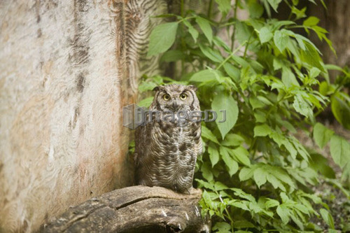 Western Screech Owl (Otus kennicottii), North Island Wildlife Recovery Centre, a rehabilitation refuge for sick, injured, and or