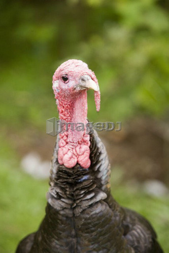 Wild Turkey female (Meleagris gallopava), North Island Wildlife Recovery Centre, a rehabilitation refuge for sick, injured, orph