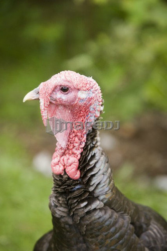 Wild Turkey female (Meleagris gallopava), North Island Wildlife Recovery Centre, a rehabilitation refuge for sick, injured, orph