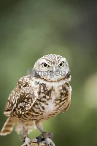Burrowing Owl (Athene cunicularia) on handler's glove, Alberta Bird of Prey Centre, Coaldale, Alberta, Canada. This centre rehab