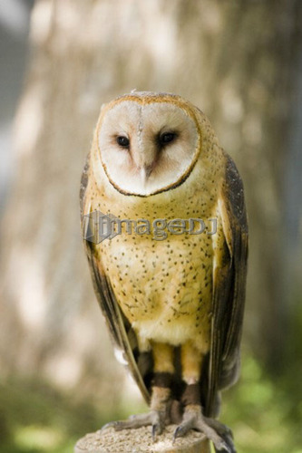 Barn Owl (Tyto alba), Alberta Bird of Prey Centre, Coaldale, Alberta, Canada. This centre rehabilitates injured birds and releas