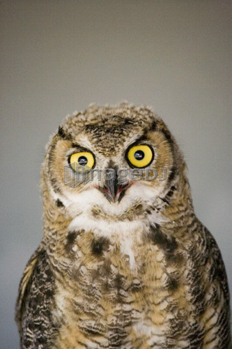 Immature Great Horned Owl (Bubo virginianus), Alberta Bird of Prey Centre, Coaldale, Alberta, Canada. This centre rehabilitates 