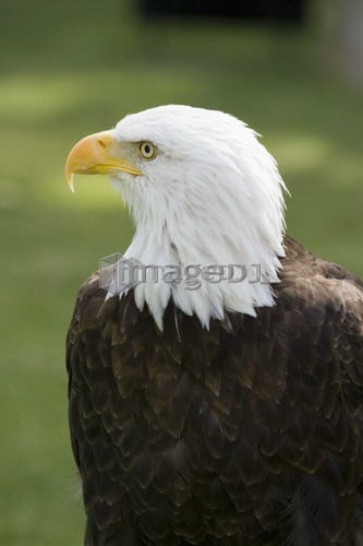 Bald Eagle (Haliaeetus leucocephalus), Alberta Bird of Prey Centre, Coaldale, Alberta, Canada. This centre rehabilitates injured