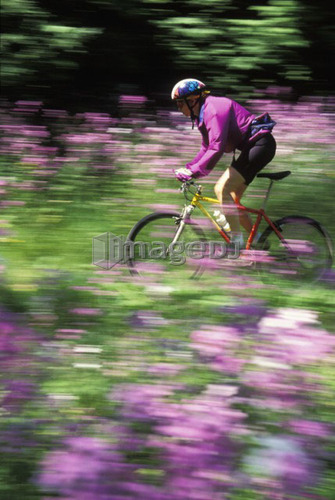 young woman mountain biking through field of purple flax in Dundas, Ontario, Canada
