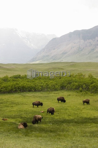 Buffalo (Bison bison) in Rocky Mountain Foothills, Waterton Lakes National Park, Alberta, Canada.