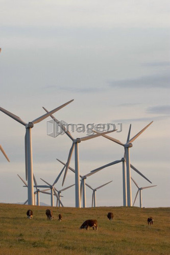 Windmills used to generate electrical power at Cowley Ridge in southern Alberta, Canada