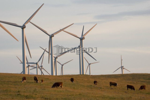 Windmills used to generate electrical power at Cowley Ridge in southern Alberta, Canada