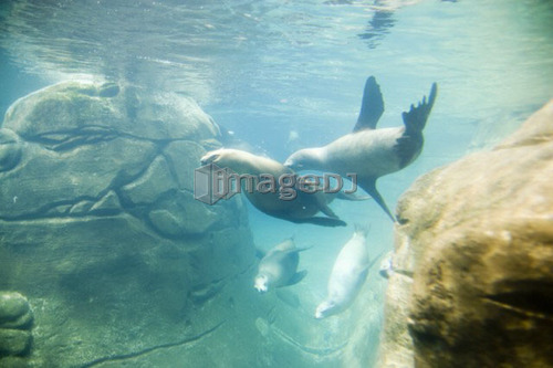 Sea Lions (Eumetopias jubatus) at Oregon Coast Aquarium, Newport, Oregon, USA.
