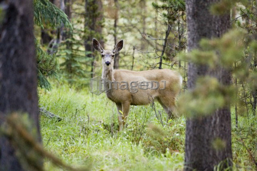 Mule deer (Odocoileus hemionus) near Maligne Lake, Jasper National Park, Alberta, Canada