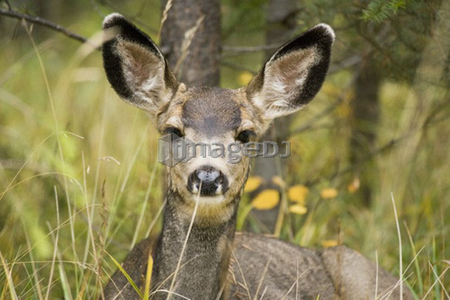 Mule deer (Odocoileus hemionus) near Maligne Lake, Jasper National Park, Alberta, Canada