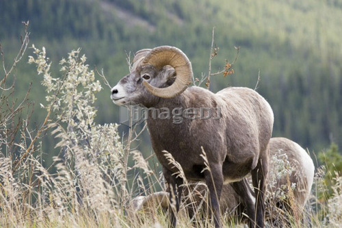 Bighorn sheep ram(ovis canadensis) in autumn, Jasper National Park, Alberta, Canada