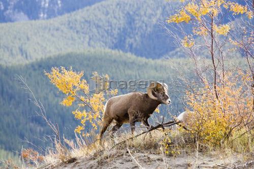 Bighorn sheep ram(ovis canadensis) in autumn, Jasper National Park, Alberta, Canada