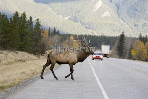 Large male Elk (Cervus elaphus) crossing highway in Jasper National Park, Alberta, Canada.