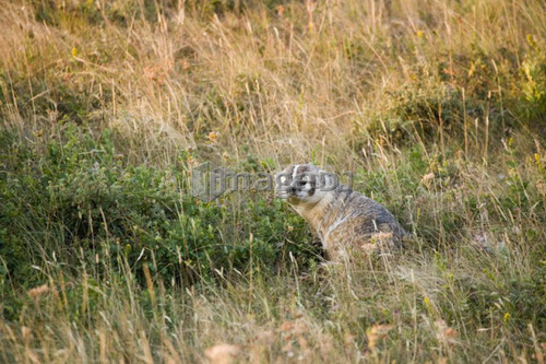 American Badger (Taxidea taxus) in Rocky Mountain Foothills, Waterton Lakes National Park, Alberta, Canada.