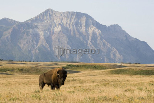 Buffalo (Bison bison) in Rocky Mountain Foothills, Waterton Lakes National Park, Alberta, Canada.