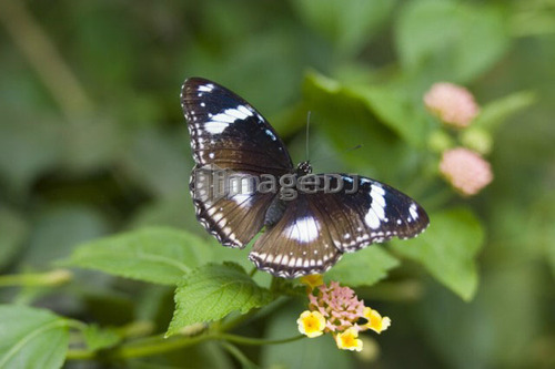 Female Great Egg Fly butterfly (Hypolimnas bolina) basking on leaf, Butterfly World & Gardens, Coombs, British Columbia, Canada.