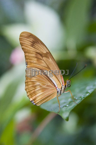 Julia butterfly (Dryas iulia) resting on leaf, Niagara Butterfly Conservatory, Niagara Falls, Ontario, Canada.