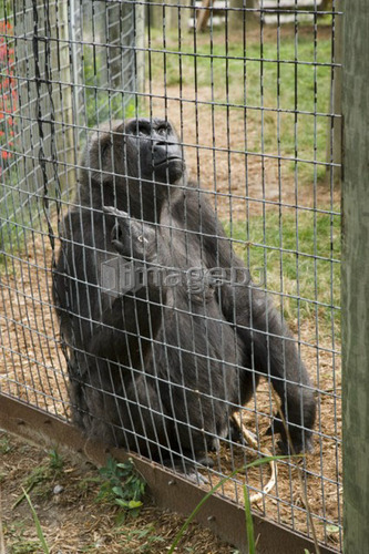 Lowland Gorilla (Gorilla gorilla gorilla) sits against fence, Toronto Zoo, Toronto, Ontario, Canada.