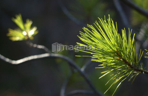 Lodgepole Pine (Pinus Contorta var. latfolia) needles glowing in sunlight, Kludahk Trail, B.C.