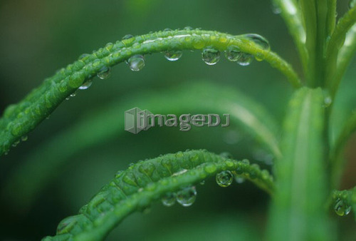 Labrador Tea, Vancouver Island