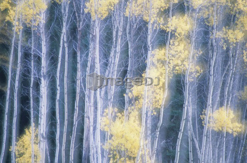 Poplar Trees in Autumn, Grey Creek Pass, East Kootenays, British Columbia, Canada
