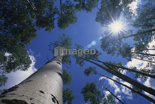 looking up through poplar trees on Redding Creek Road to Grey Creek Pass