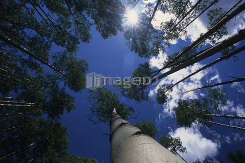 looking up through poplar trees on Redding Creek Road to Grey Creek Pass