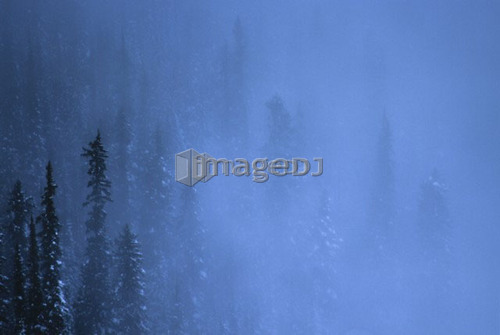 Snowy Evergreen Trees