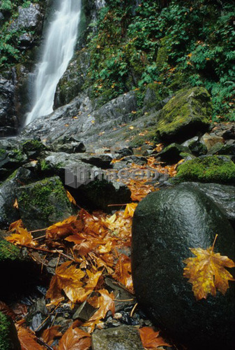 Maple Leaves stuck to a rock near the waterfall, Goldstream Provincial Park, Victoria, Vancouver Island, B.C.