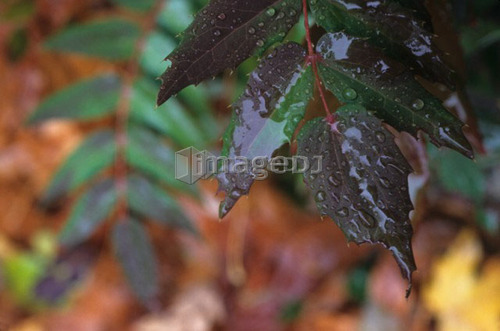 Close-Up wet leaves in autumn