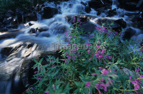 Fireweed blowing in the wind next to alpine stream, Bugaboos, East Kootenays, B.C.