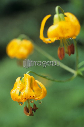 Three tiger lilies with drips of water, Port Renfrew, Vancouver Island, B.C.