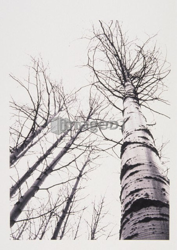 Stand of poplar trees next to the highway 1, Banff National Park, Alberta, B.C.