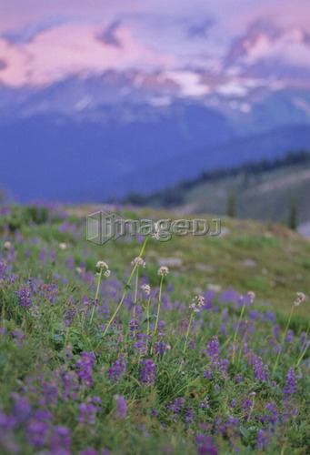 Mountain wildflower meadow with lupin and yarrow and sunset, Whistler Mountain, Whistler, B.C.