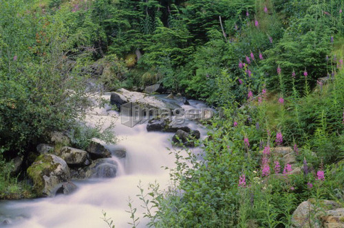 Mountain stream with fireweed and trees, Whistler, B.C.