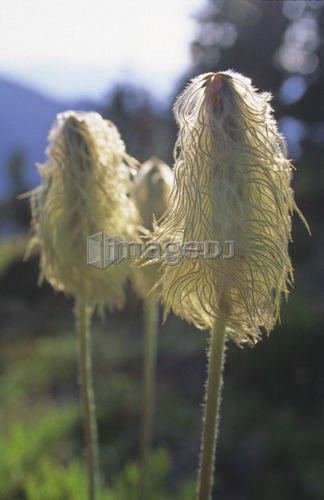 Anemone wildflower gone to seed, in mountain meadow, Whistler Mountain, Whistler, B.C.