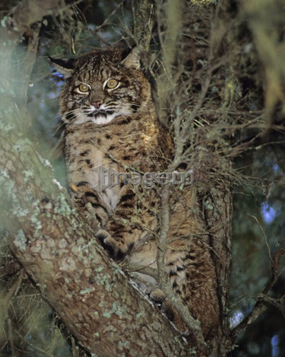 Bobcat sits in tree, winter, photo in wild, Whistler, B.C.