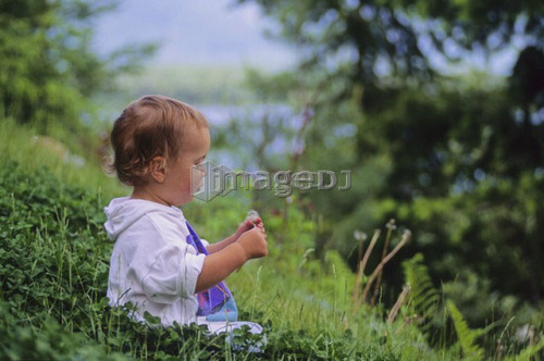 Boy, 2, plays with dandelion flower, Whistler, B.C.
