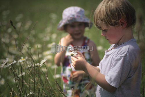 Boy, 5, picks petals off daisy while girl, 3, looks on, Pemberton, B.C.