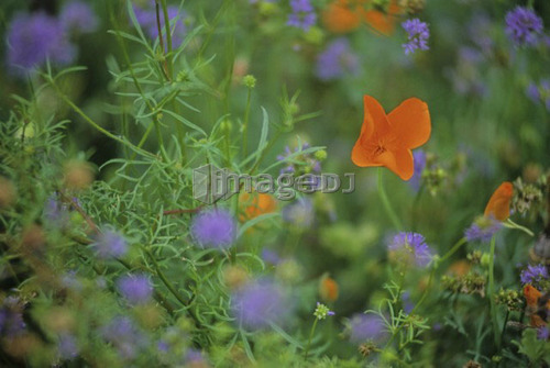 Orange California poppy in meadow, with blurry purple flowers, Whistler, B.C.