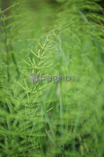 Wild grass, near creek at Pemberton, BC