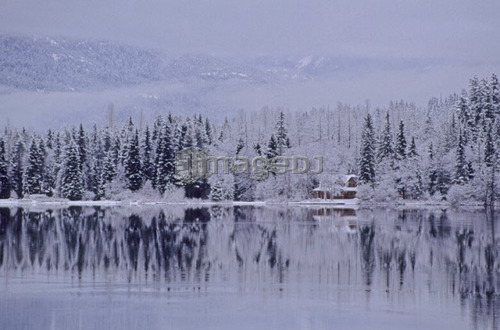 Early winter snow greys the trees, reflection in lake, Alta Lake, Whistler, B.C.