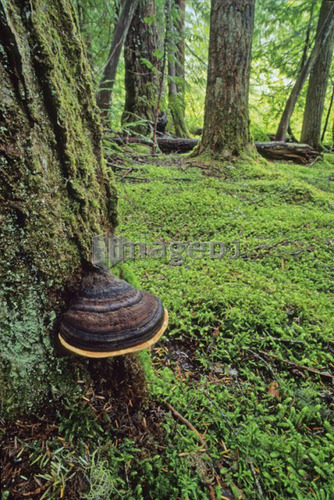 Fungus grows on the side of fir tree, mossy forest floor, Whistler, B.C.
