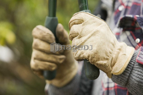 Hands and pruning shears, B.C.