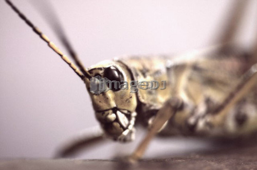 Grasshopper, Victoria, B.C.